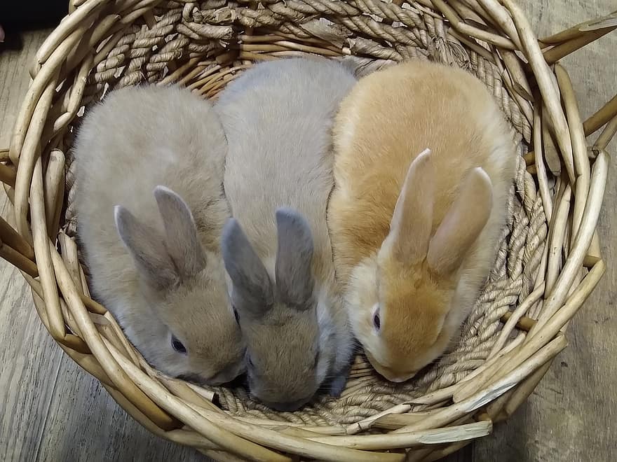 Kaninchen, Hasen, Korb, Babys