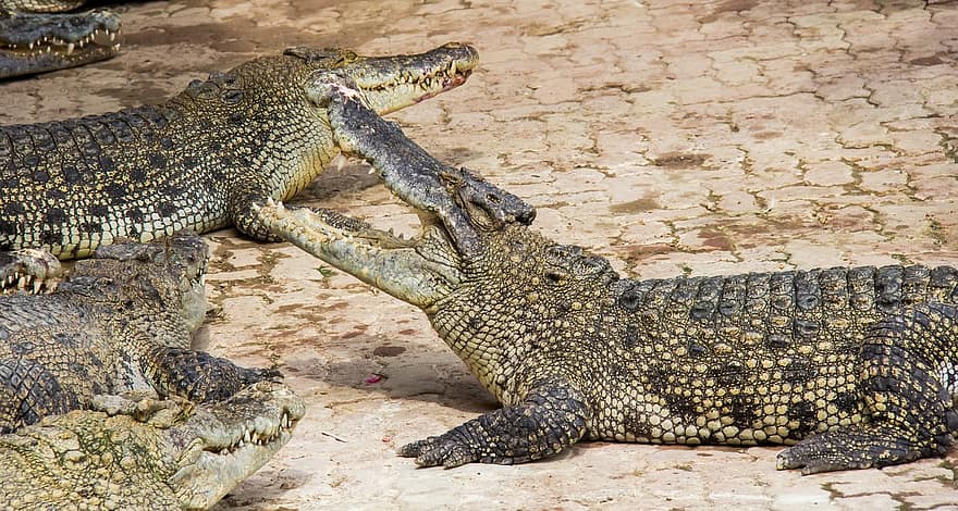 crocodiles, animaux, zoo, crocodile, reptile, animaux à l'état sauvage, alligator, Afrique, grand, dents d'animaux, danger