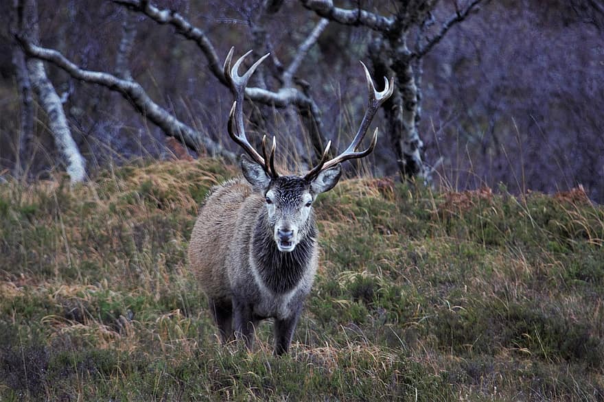 hjort, dyr, pattedyr, dyreliv, fauna, villmark, moor, Highland, natur