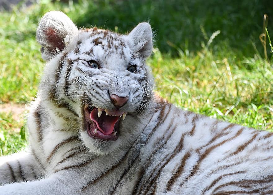 tigre, tigre blanc, lionceau, jeune tigre, petit tigre, félin, animal, sauvage, animal sauvage, région sauvage, faune