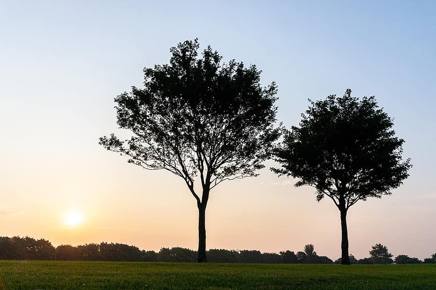 arbres, parc, posta de sol, a l'aire lliure, dublin, Eamonn Ceannt, europa, Irlanda, paisatge, naturalesa, arbre