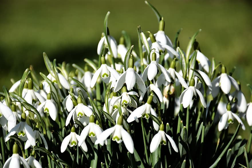 Snowdrop, Galanthus, Flower, Spring, White, Garden, Nature, Springtime
