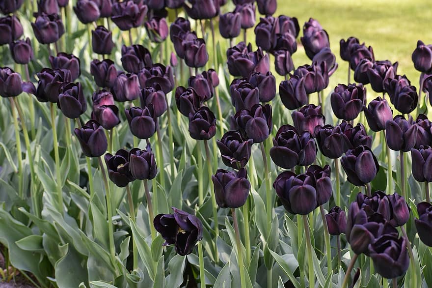 las flores, tulipanes, naturaleza, floración, amsterdam, Keukenhof, Holanda, Países Bajos, paisaje, flor