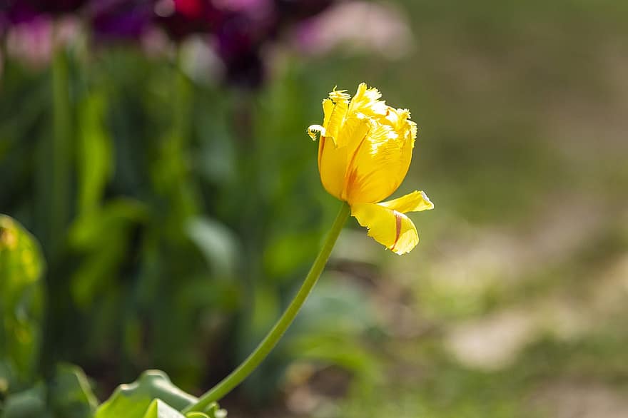 sárga tulipánok, sárga, napos, virágzó, Arany, színezés, szép, tulipán, virág