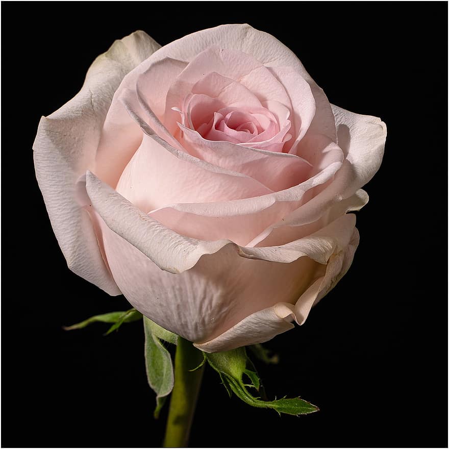 Rosa, flor, planta, pétalos, flor rosa, floración, flora, planta ornamental, naturaleza, hermoso