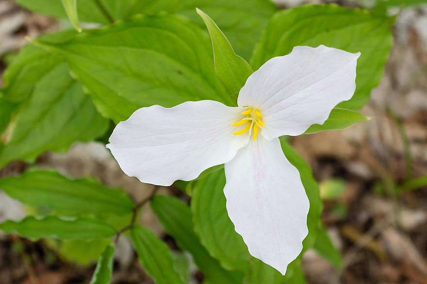 Trillium, floare, plantă, Trillium alb, floare albă, petale, flori sălbatice, a inflori, primăvară, pădure, natură