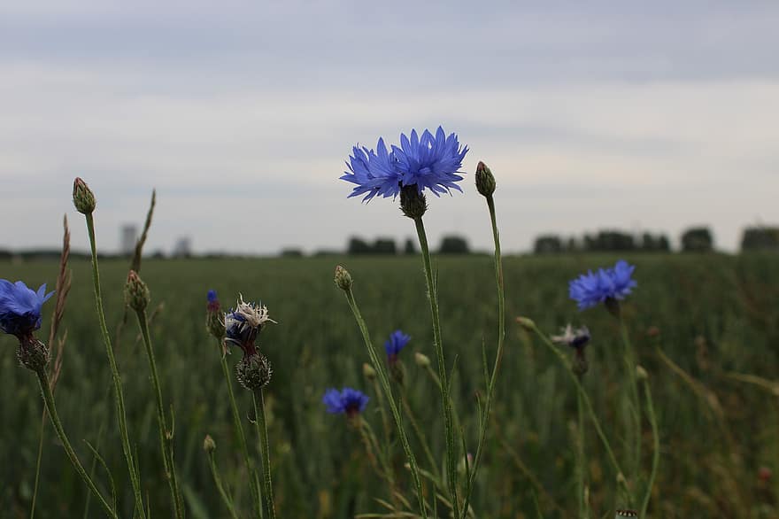 квітка, блакитний, фіолетовий, хмари, небо, трави, поле, темний, контраст, росток, романтика