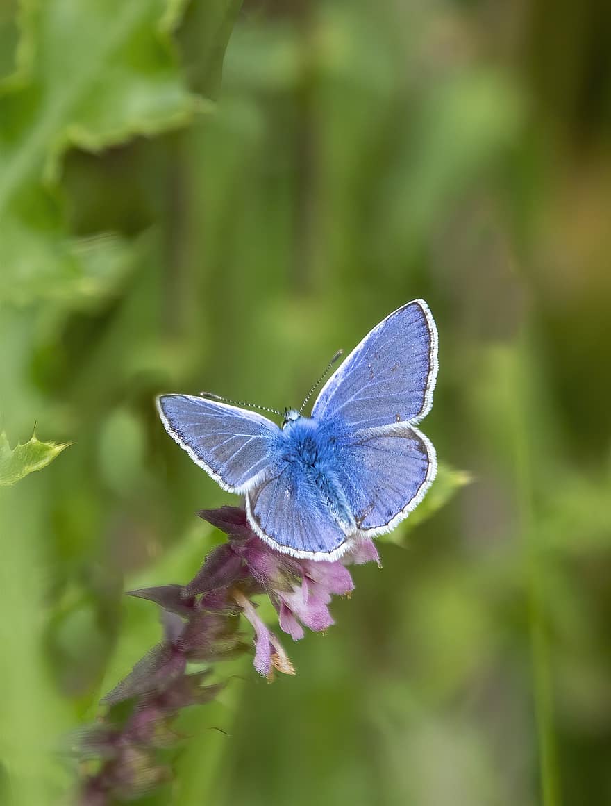 пеперуда, общ-синьо, крила, цветя, листа, трева