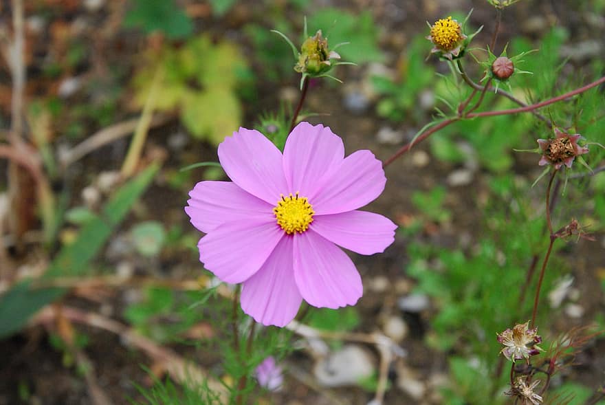 Cosmos, Flower, Plant, Cosmea, Pink Flower, Petals, Buds, Bloom, Nature