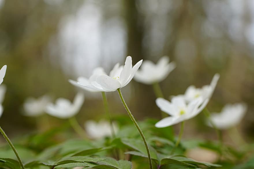 Forest, Spring, Flowers, Anemona Nemorosa, Wood Anemone, Flora, Nature, Growth, Field, Bloom, plant