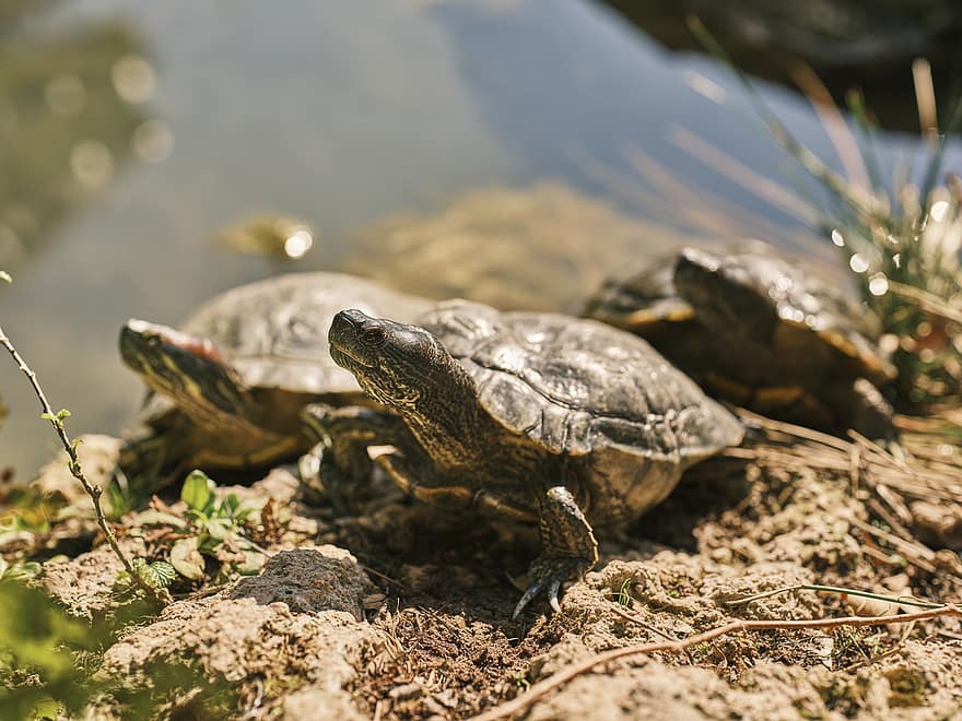 broască țestoasă, reptile, animale, animale acvatice, animale sălbatice, faună, pustie, natură, tortoise shell, încet, blindat