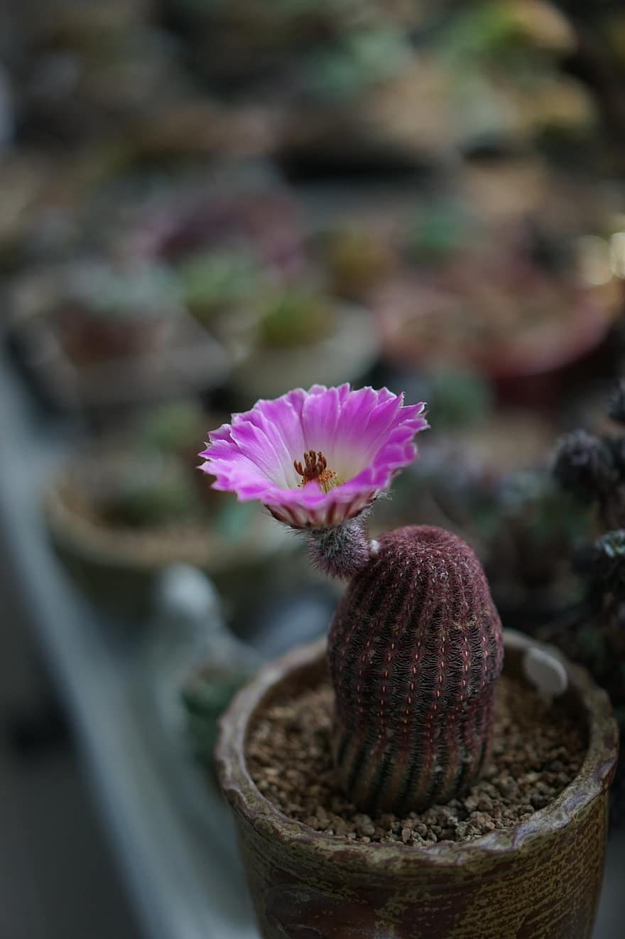 fleurs, cactus