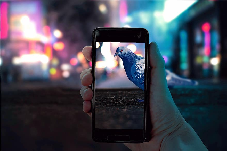 Taking, Picture, Bird, Street, Pigeon, Smartphone, Close-up, City, Urban, City Street, Road