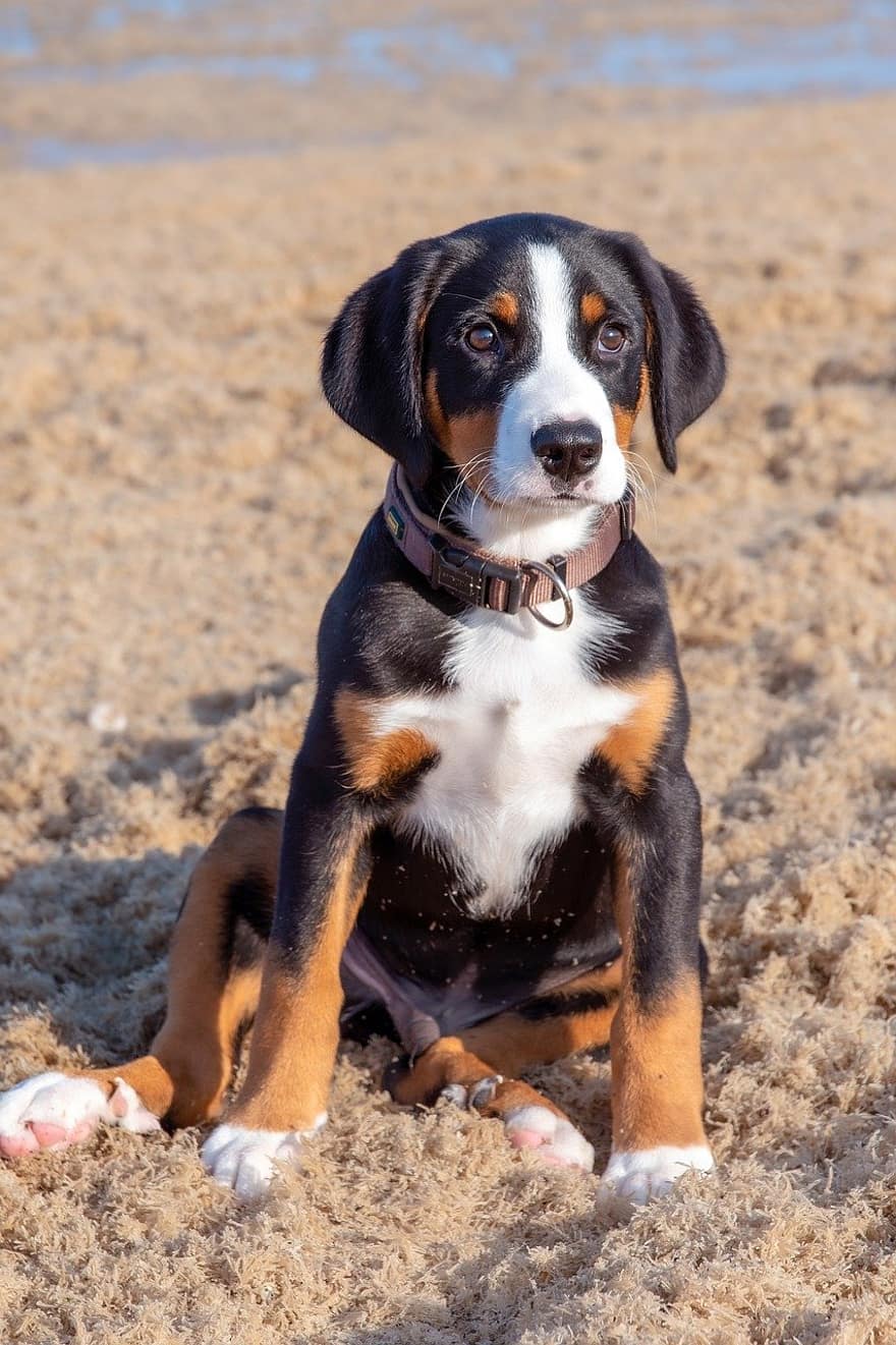 puppy, dog, beach, pets, animal, cute, outdoors, canine, purebred dog, mammal, domestic animals