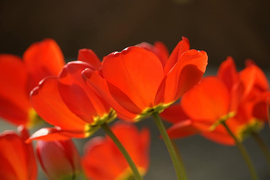 tulipas, flores, Primavera, tulipas vermelhas, flores vermelhas, flor, pétalas, plantar, brilho do sol, natureza, fechar-se