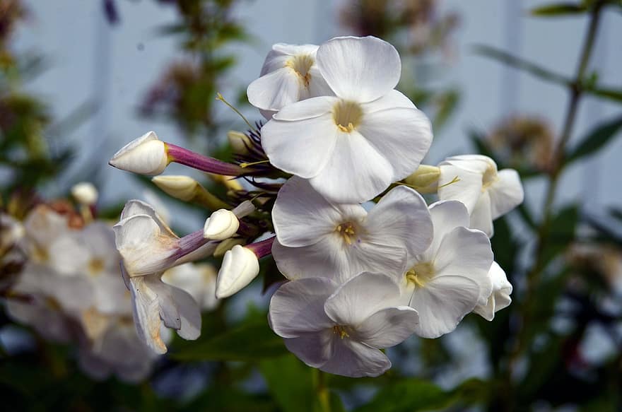 las flores, Flores blancas, inflorescencia, pétalos blancos, flor, floración, flora, floricultura, horticultura, botánica, plantas