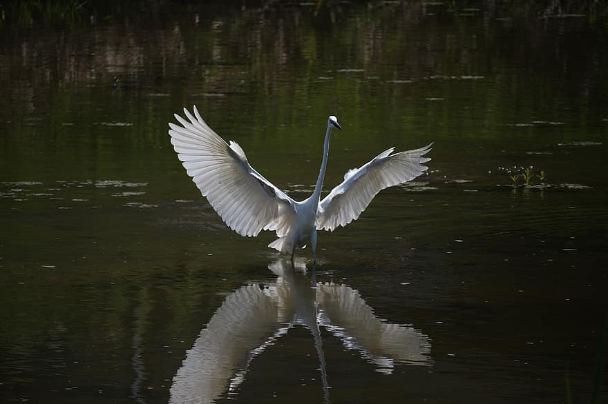 Large Egret, Great Egret, River, Wildlife, Nature, Animal, Avian