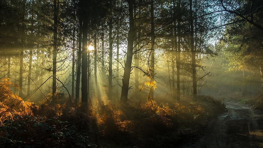 森林、木、森の中、日の出、夜明け、日光、太陽の光、シルエット、自然、ミスト、霧
