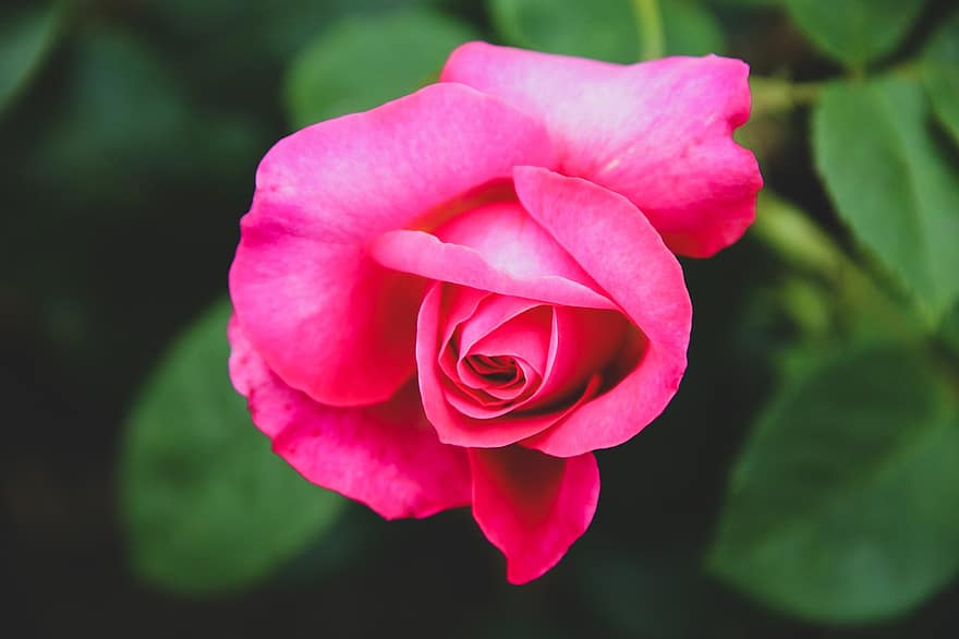 Rose, Blume, Pflanze, pinke Rose, pinke Blume, Blütenblätter, blühen, Flora, Schönheit, Natur, Nahansicht