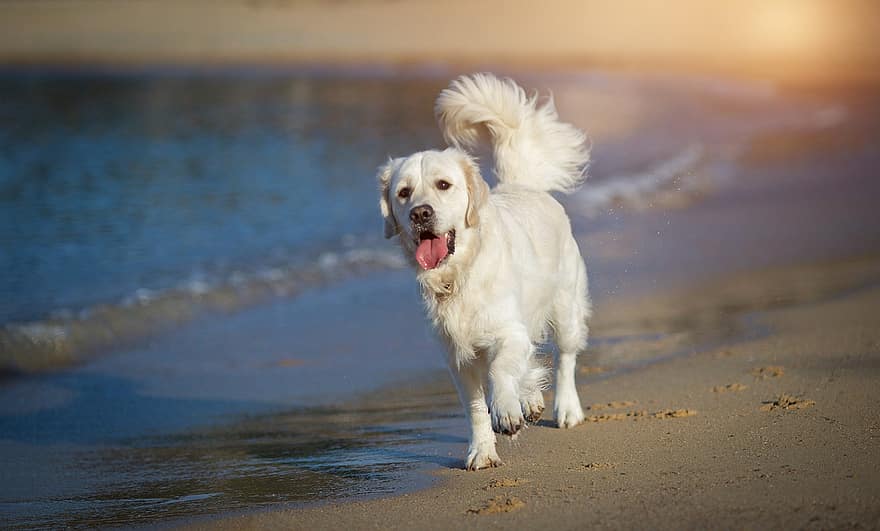 Golden retriever, chien, plage, animal