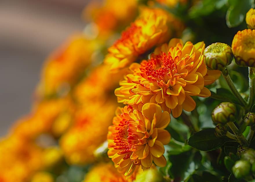 crisantemos, las flores, composites, flora, otoño, brillante, naranja, otoño de oro