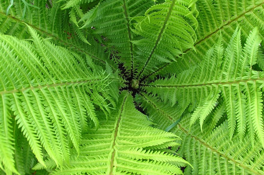 Fern, Plant, Leaves, Fronds, Green