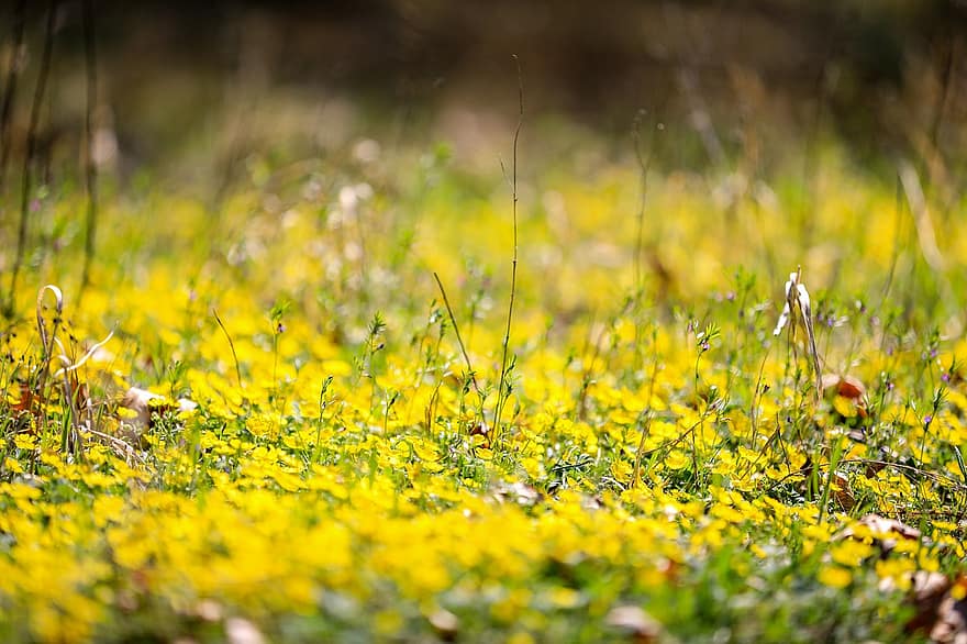Buttercup, Flowers, Plants, Meadow, Field, Yellow Flowers, Wild Flowers, Foliage, Flora, Summer, yellow
