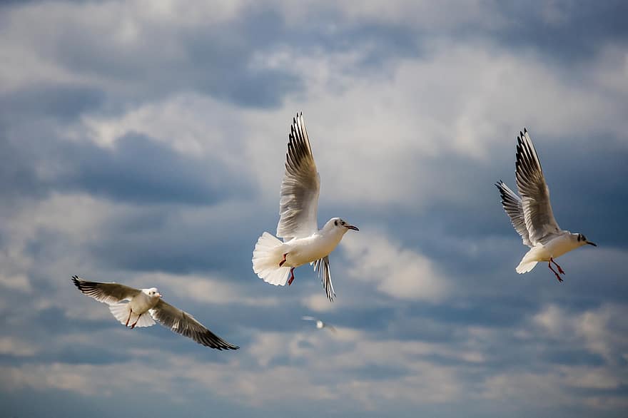 Birds, Seagulls, Sky, Varna, Clouds, Nature, Flying Birds, seagull, flying, blue, beak