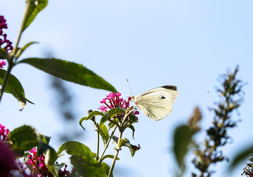 borboleta branca de repolho, borboleta, flores, flores cor de rosa, inseto, asas, sai, plantar, natureza