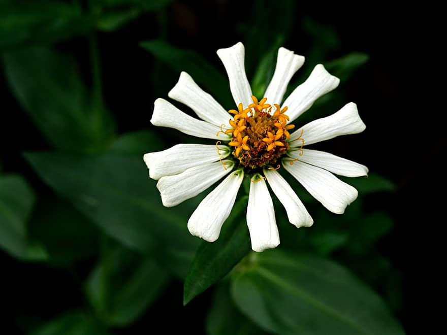zinnia, blomma, vit blomma, kronblad, vita kronblad, växt, flora, natur, närbild, sommar, grön färg