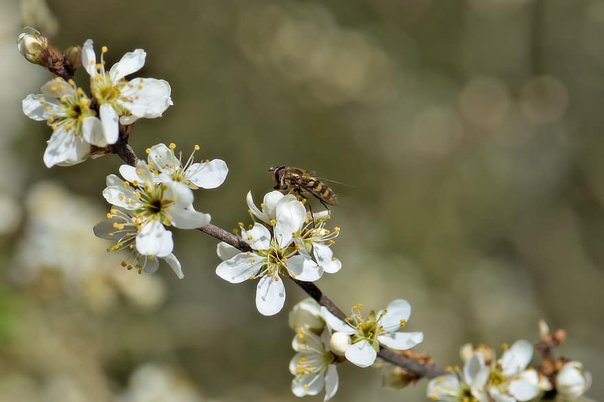 méh, rovar, beporzás, pollen, kökénybokor, kökény, virágzik, virágzás, virágzó ág, fauna, tavasz