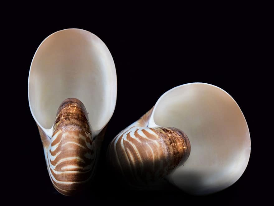 shell, espiral, mol·luscs, petxines marines, marí