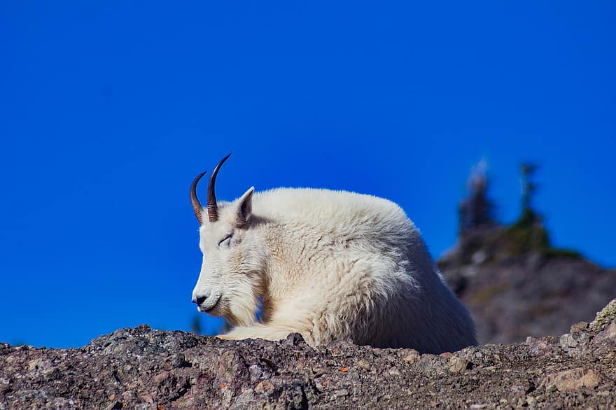 Goat, Resting, Horns, Animal, Mammal, Fur, Nature, Horned, Relaxation, Livestock, Goat Horns