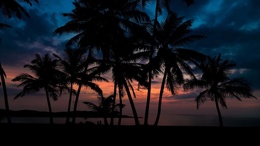le coucher du soleil, palmiers, des silhouettes, plage, tropical, océan, eau, la nature, ciel, paradis, crépuscule