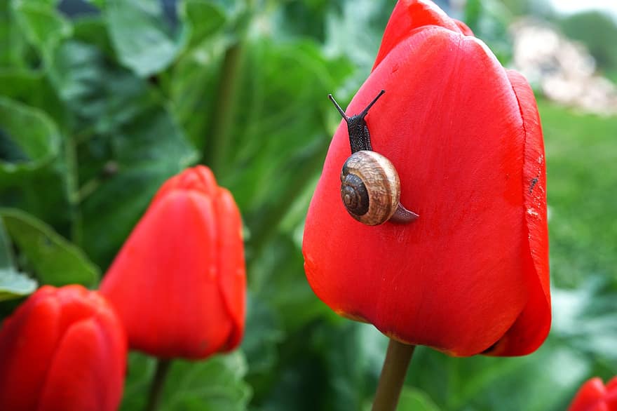 escargot, fleurs, tulipes, la nature, jardin