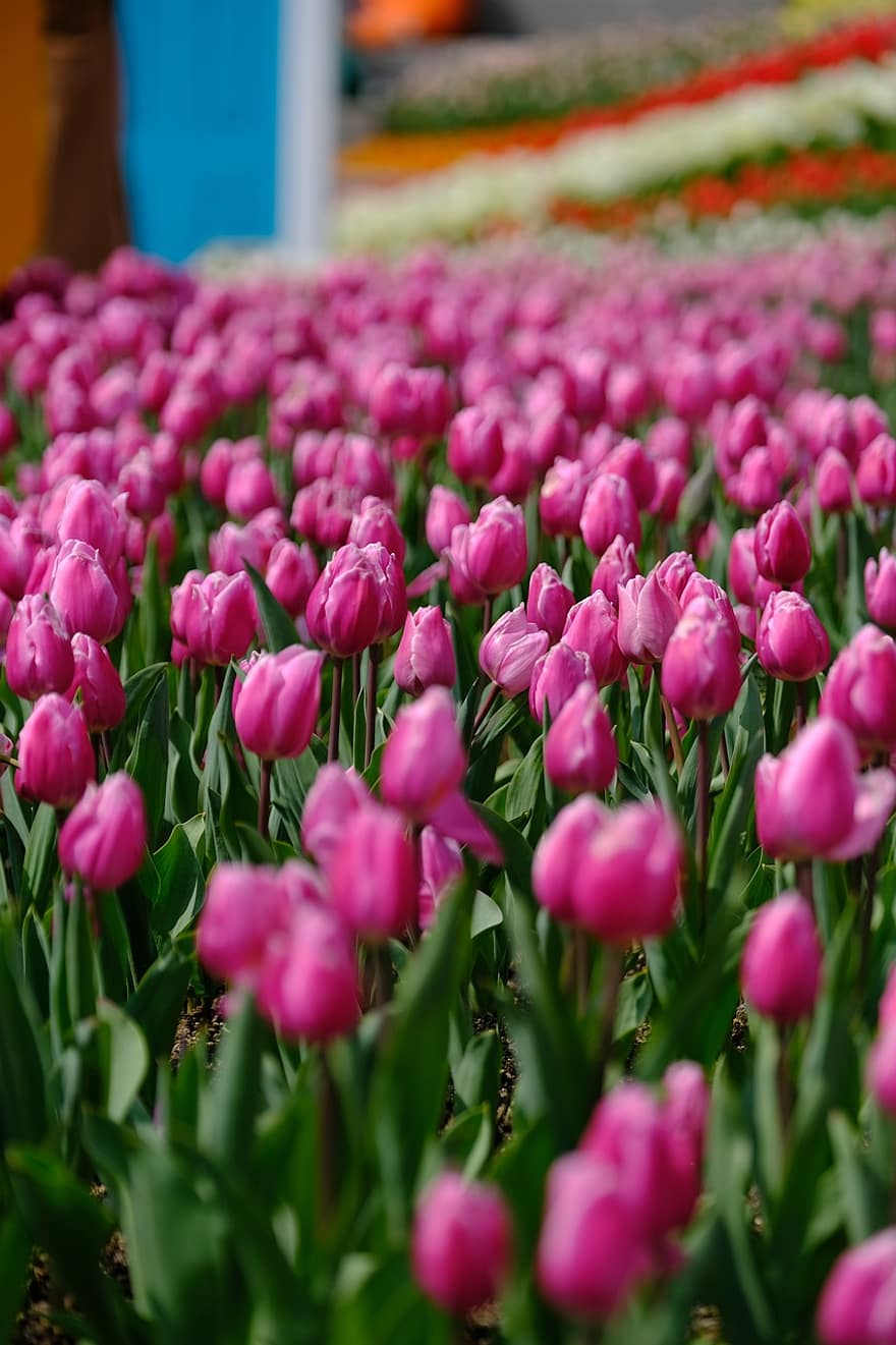 tulipaner, lyserøde blomster, have, natur, landskab, forår, blomster, tulipan, blomst, plante, blomsterhoved