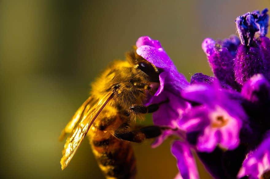 lebah, pertemuan, serangga, penerbangan, menanam, musim semi, melayang, madu, terbang, benang sari, rambut