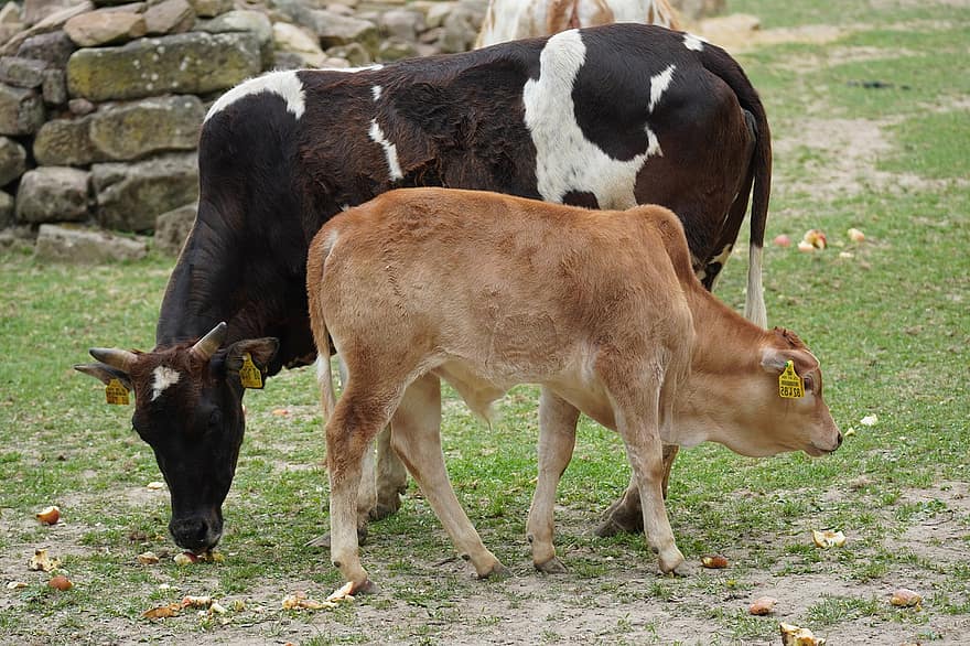 bò cái, gia súc, động vật trang trại, paddock, động vật, sân trang trại, nông nghiệp, bê, động vật hoang dã, con bò, nông trại
