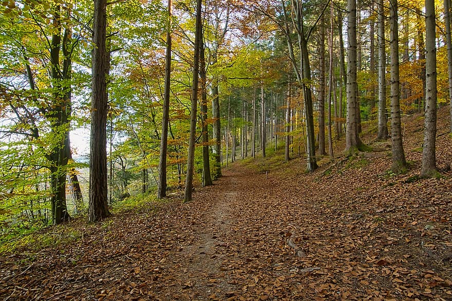 mežs, lapas, koki, ceļš, taka, raksturs, rudenī, sezonā, kritums, koks, dzeltens