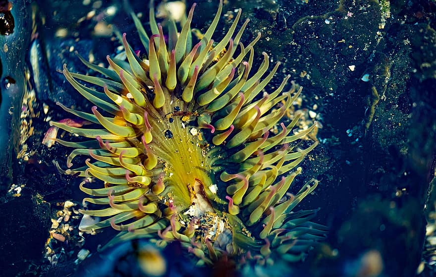 anemone, hvirvelløse, cnidaraproteiner, tidevands pool, undervands-, ocean