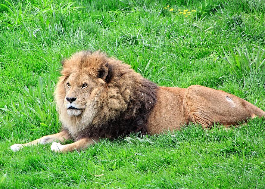 sư tử, bờm, con mèo, thú vật, động vật hoang dã, động vật có vú, cỏ, động vật ăn thịt, safari, lông thú
