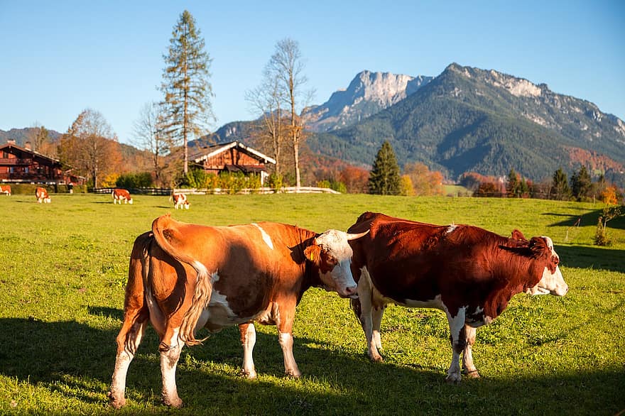 Kühe, Rinder, Vieh, Bauernhof, Tiere, Natur, Säugetiere, Landwirtschaft, ländlich, Landschaft, Rindfleisch