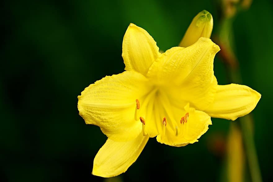 lírio, Flor amarela, flor, jardim, flora, natureza, fechar-se, plantar, verão, amarelo, pétala