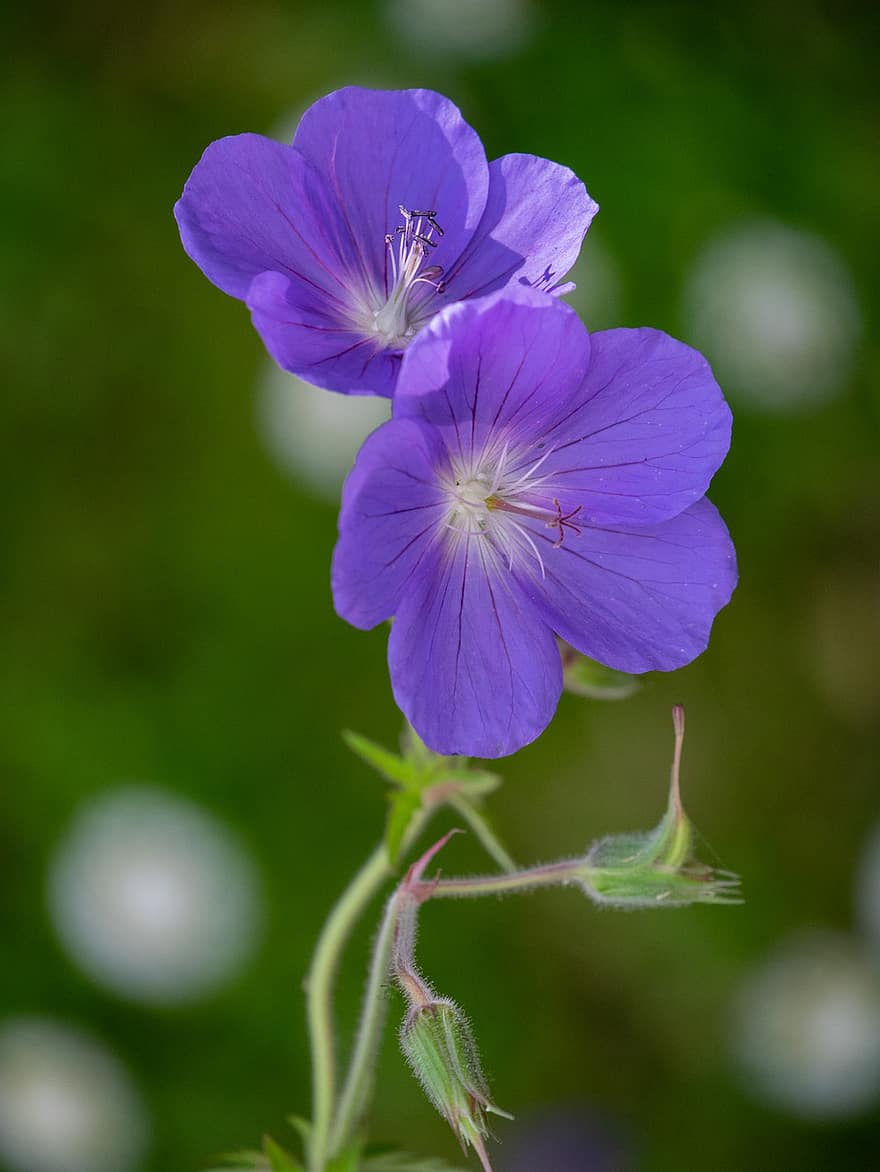 Johnson's Blue, Geranium, Blue, Flower, Garden, Gardening, Summer, Nature, Natural, Meadow, Plant