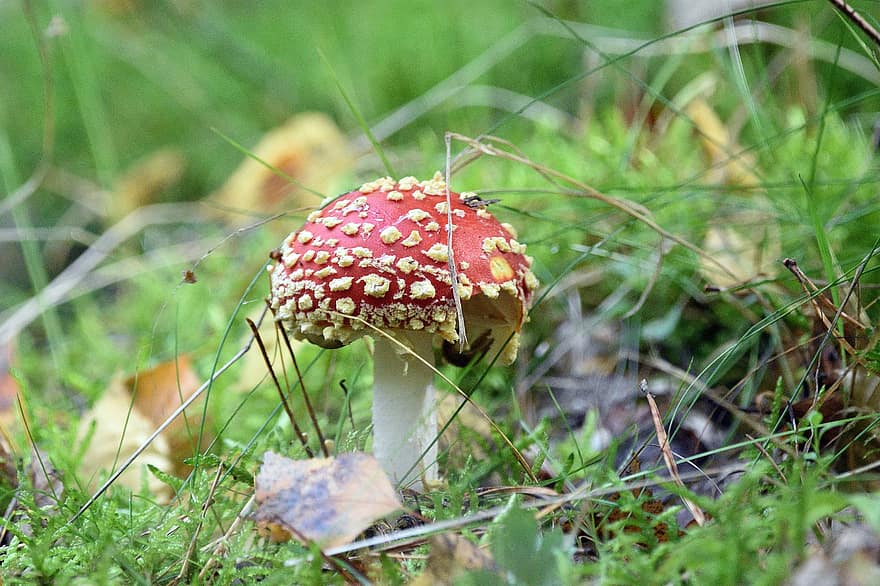 Toadstool, Mushroom, Mycology, Fungus, Forest Floor, Macro