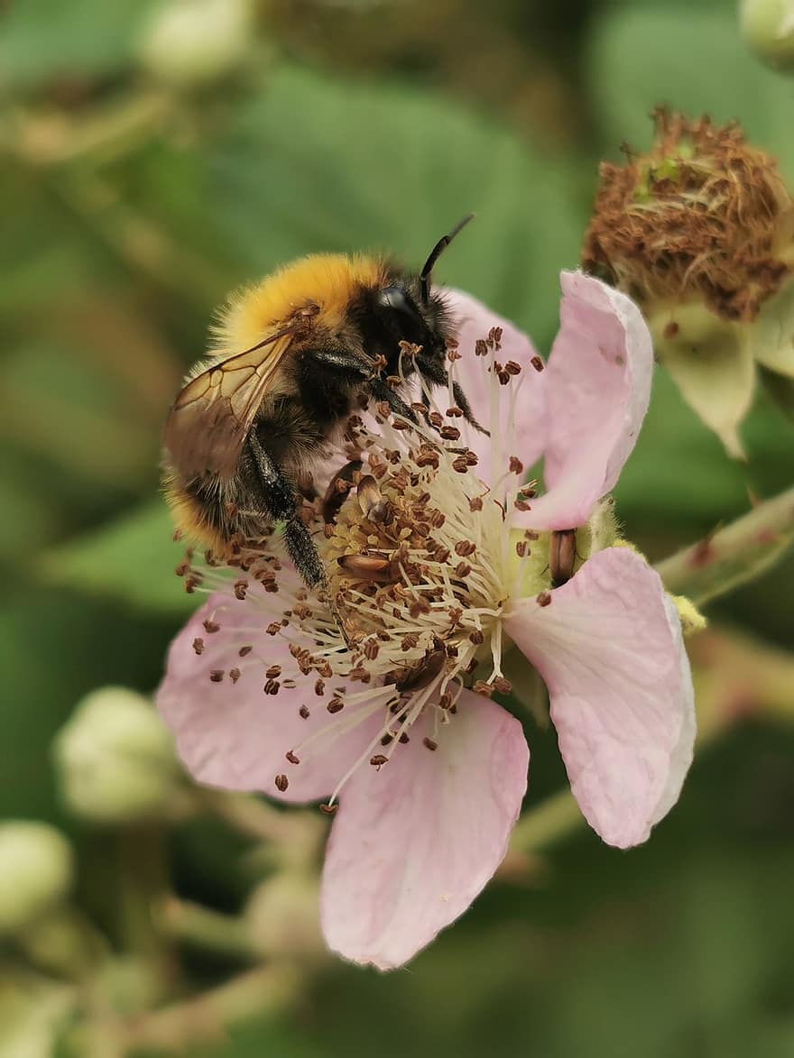 бджола, запилення, квітка, комаха, ентомологія, макрос, джміль, цвітіння, пелюстки
