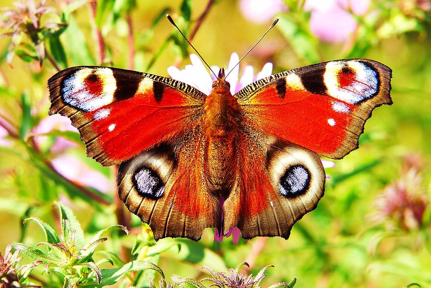 pavone fatato, giorno delle farfalle, Rusalkowate, insetto, antenne, modello, fragilità, animali, natura, al di fuori, invertebrati