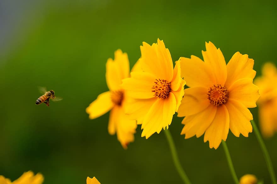 blomma, bi, insekter, Geumgye-guk, vild blomma, växt, makro, gul, sommar, närbild, grön färg