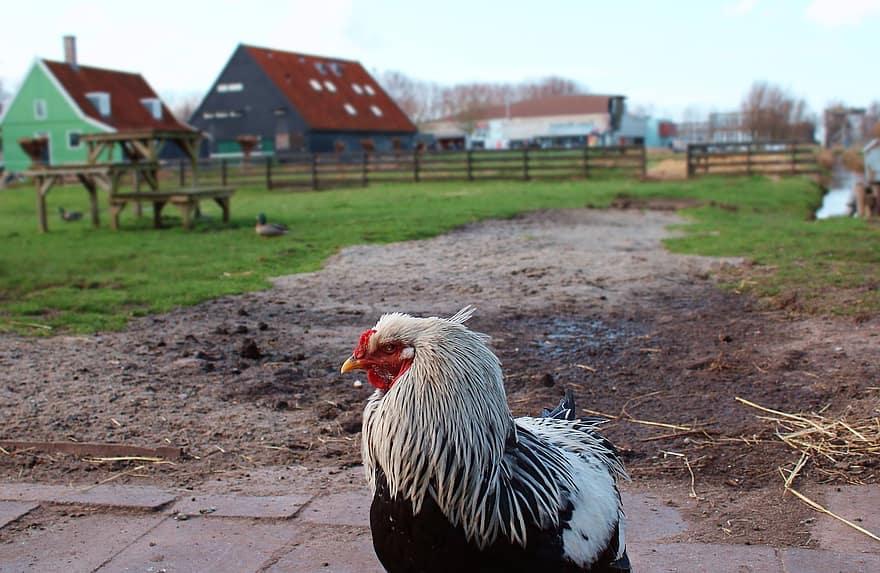 kylling, dyr, holland, gård, zaanse schans, landlige scene, husdyr, landbrug, fugl, hanekylling, hane