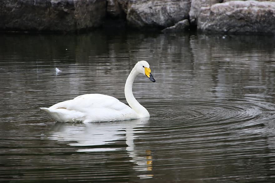 cisne, cisne blanco, AVE acuática, pájaro acuático, fauna, pico, plumas, plumaje, estanque, reflexión